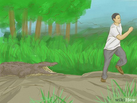 Chasing Gators